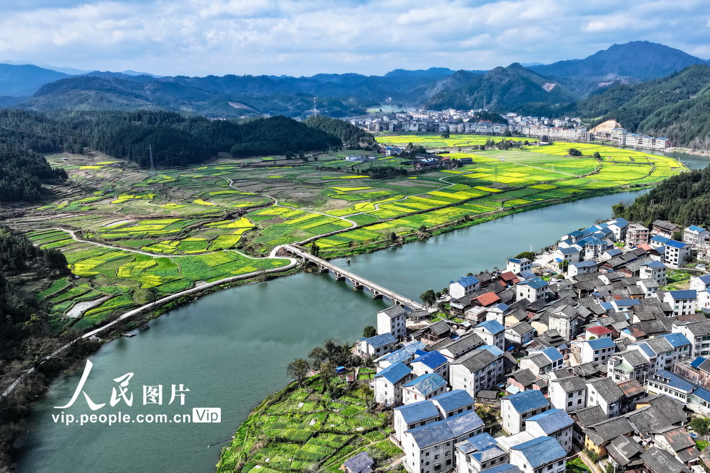 湖南通道：油菜花开春意浓