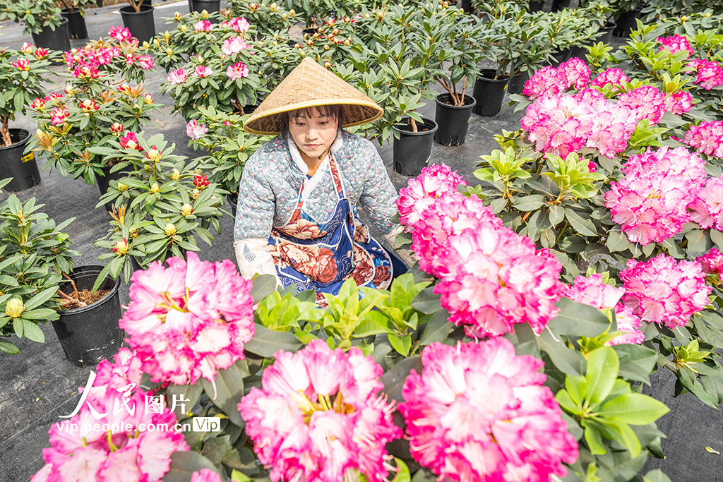 貴州畢節：花卉基地科技+