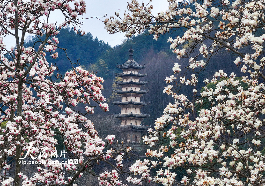 安徽歙县：玉兰花开