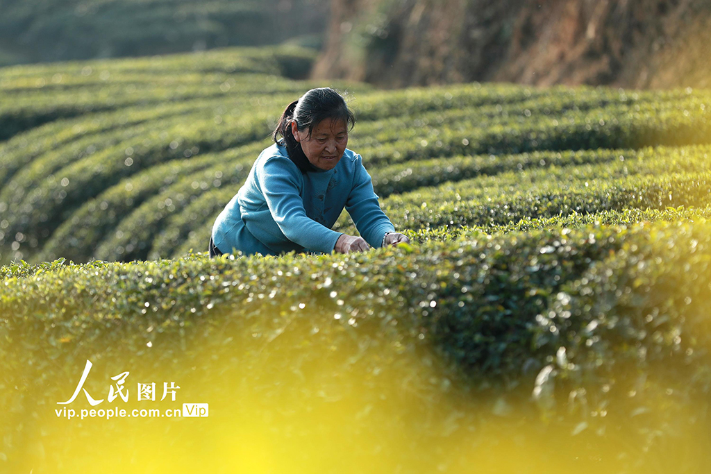 湖北秭归：早春茶采摘忙