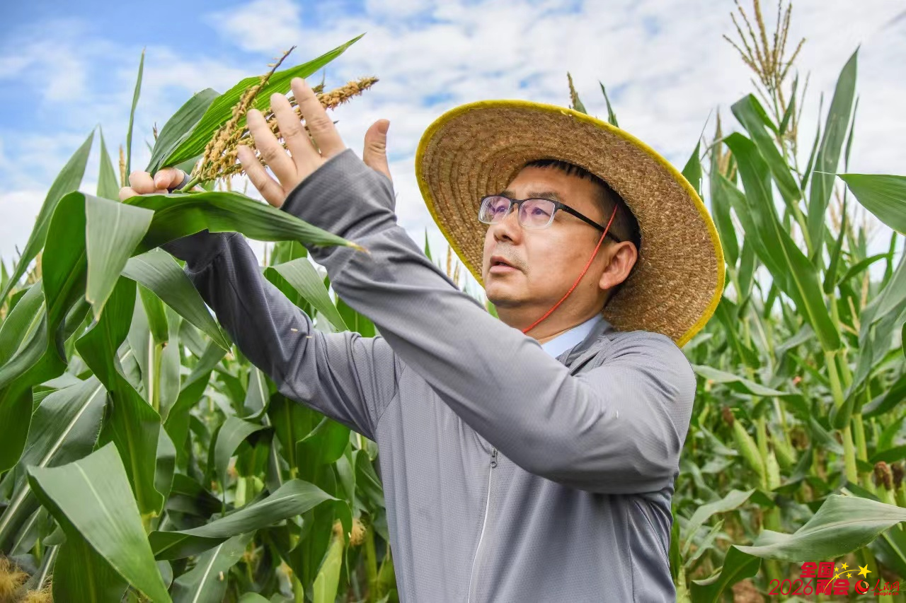 严建兵在海南南繁基地观察玉米花粉。蒋朝常摄