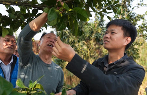 一项政策,让1600岁"老树"发了"新芽"