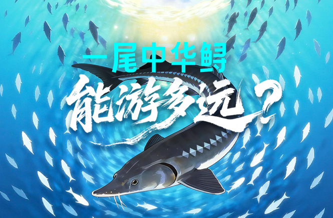 创意图解丨一尾中华鲟能游多远？